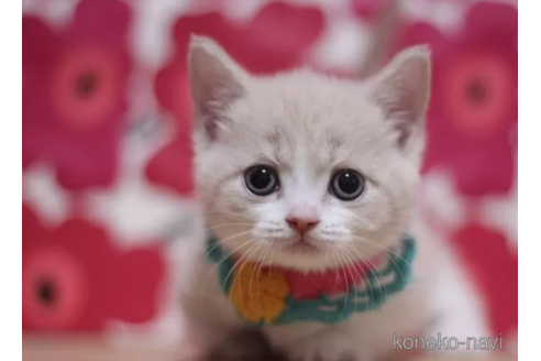 成約済の東京都のマンチカン(短足)-105733の6枚目